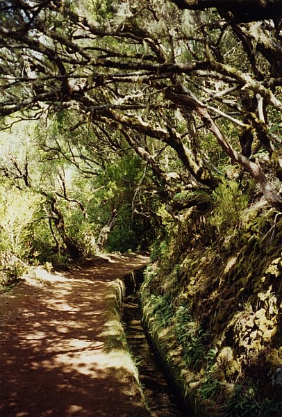 Licht-Schatten-Spiel im "Urwald" von Madeira - Rabacal