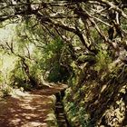 Licht-Schatten-Spiel im "Urwald" von Madeira - Rabacal