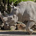 Licht Schatten und ein bisschen Nashorn 001 