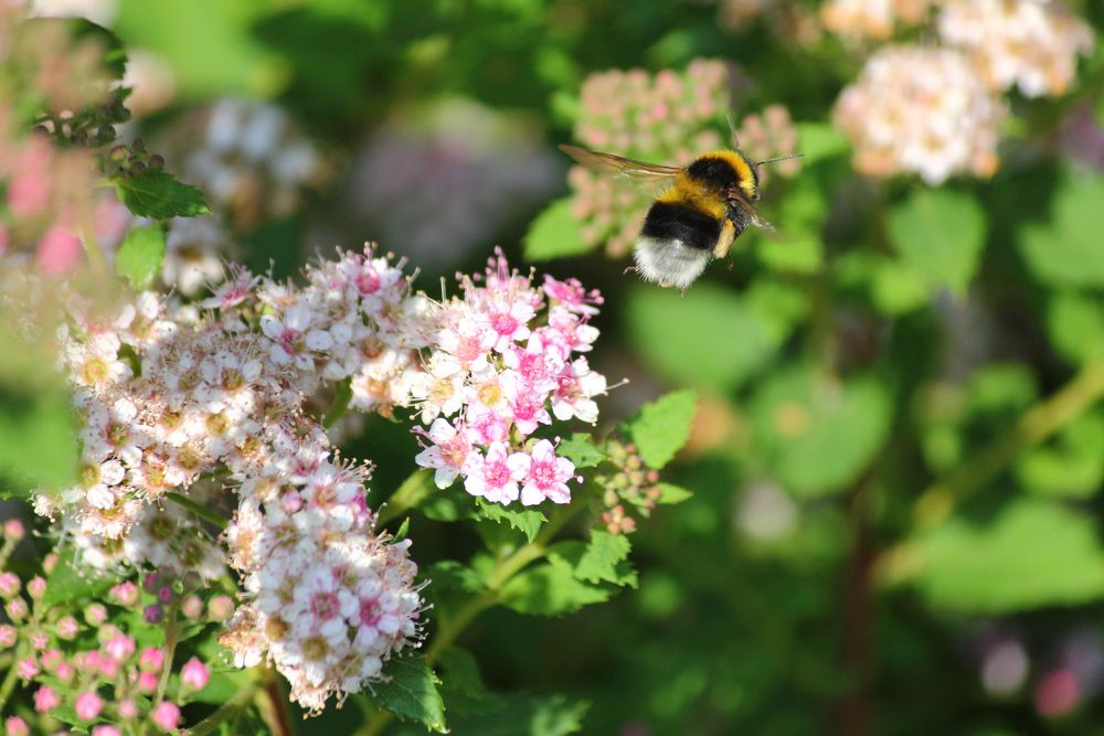 Licht, schatten und Hummel