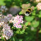 Licht, schatten und Hummel