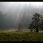 Licht ,Schatten und Nebel...............................