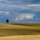 Licht, Schatten, Wolken, Baum