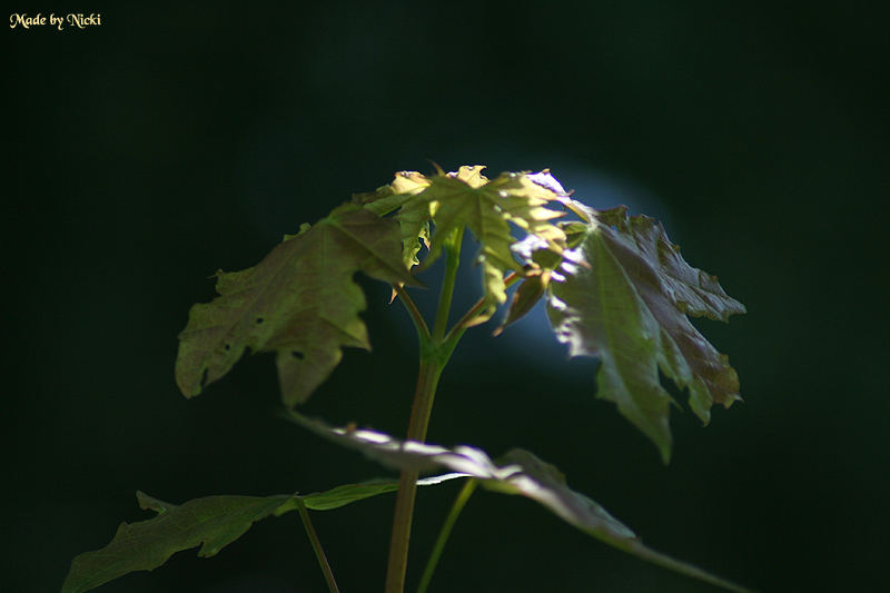 Licht- Schattenspiel