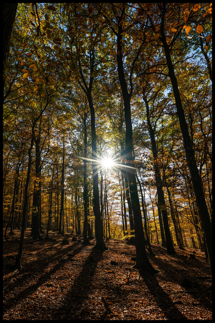 Licht - Schattenspiel im Wald