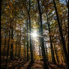 Licht - Schattenspiel im Wald