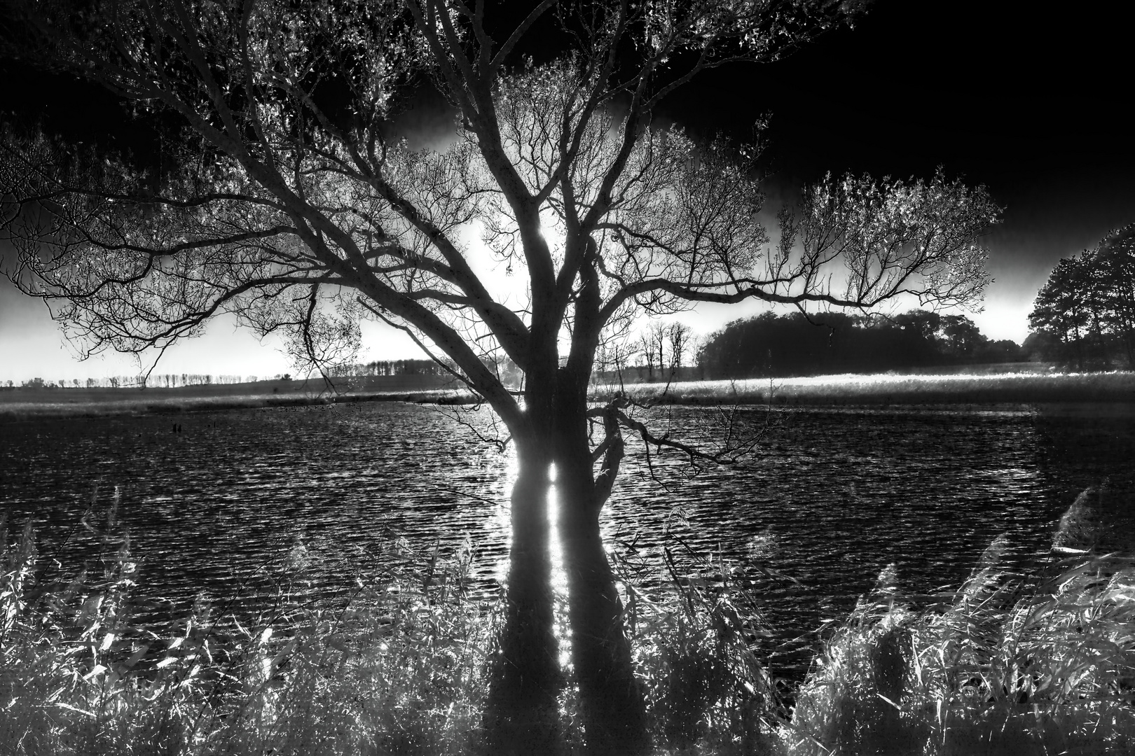 Licht spaltet Baum