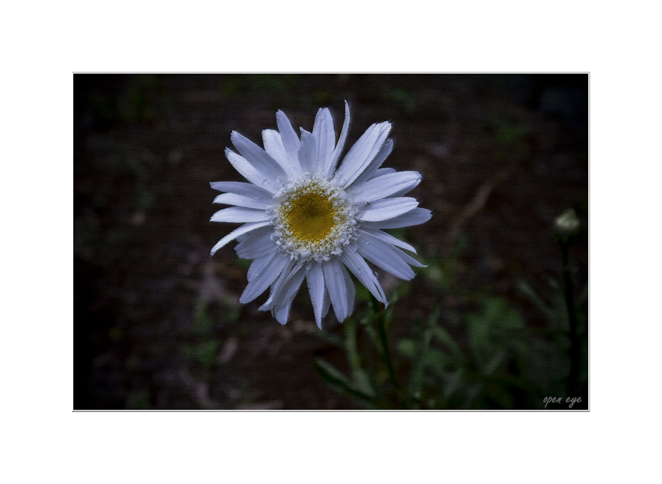 Licht spendende Blume