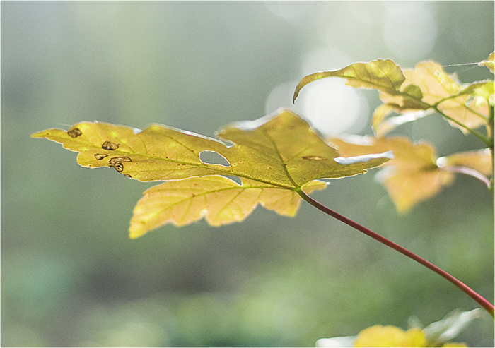 licht-spiele°°°