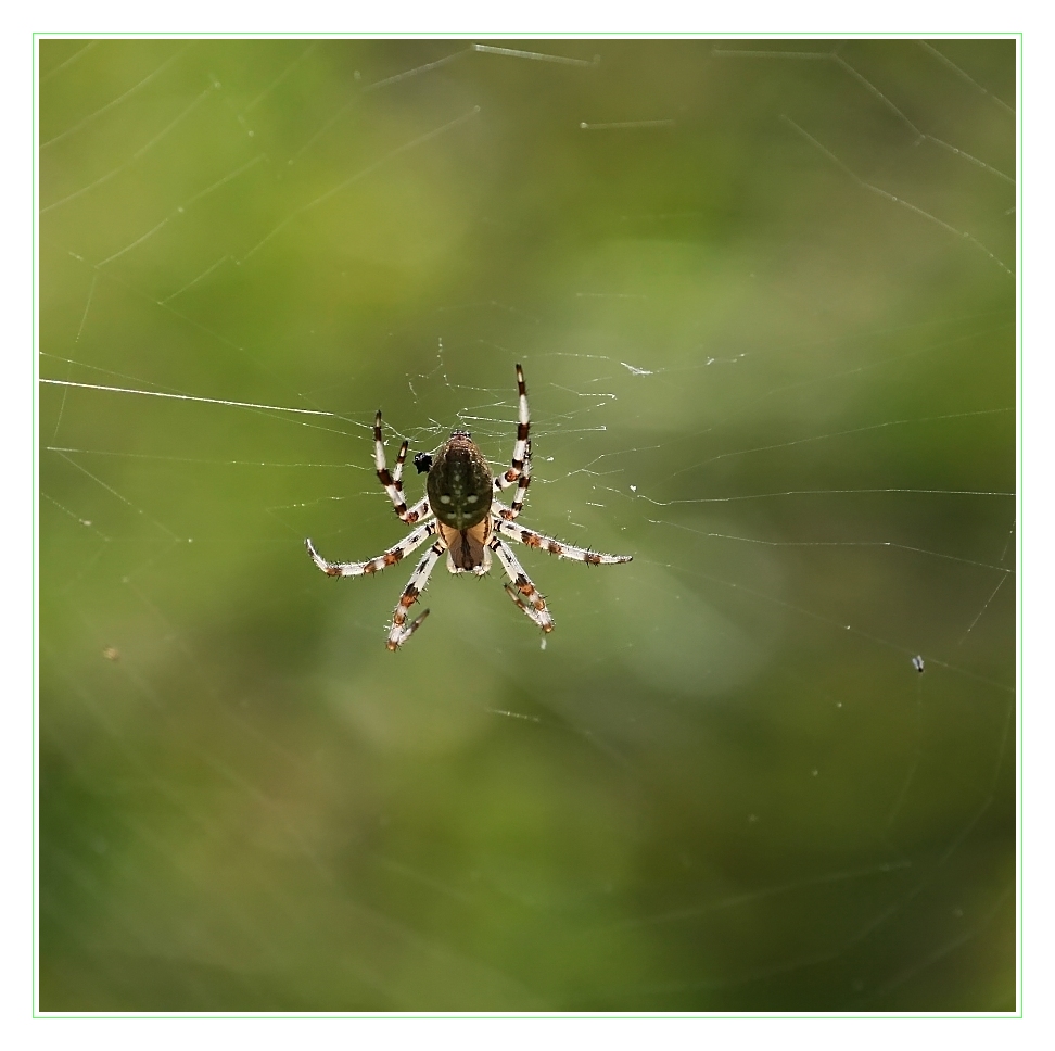 ... Licht-Spinne ... / ... araignée de lumière ...