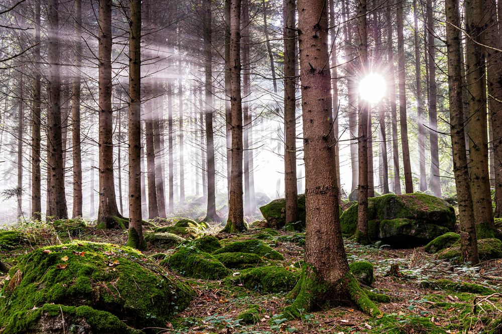 **LICHT STRAHLEN IM NEBEL**