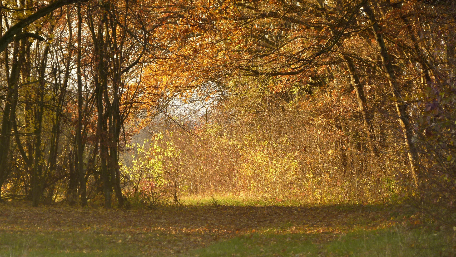 Licht -tung