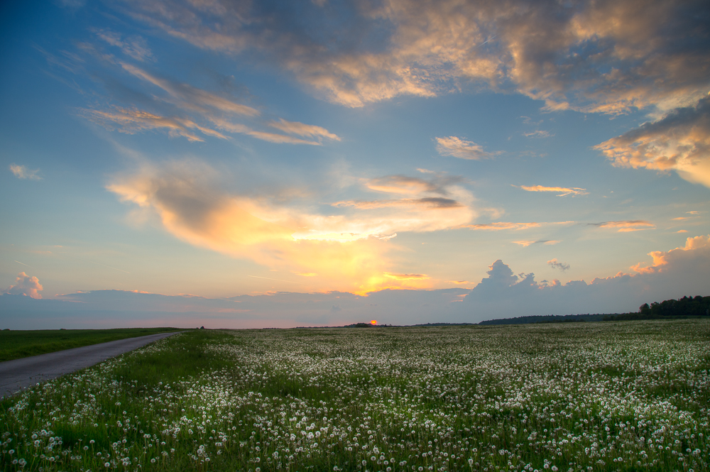 Licht über dem Pusteblumenmeer