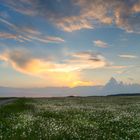 Licht über dem Pusteblumenmeer