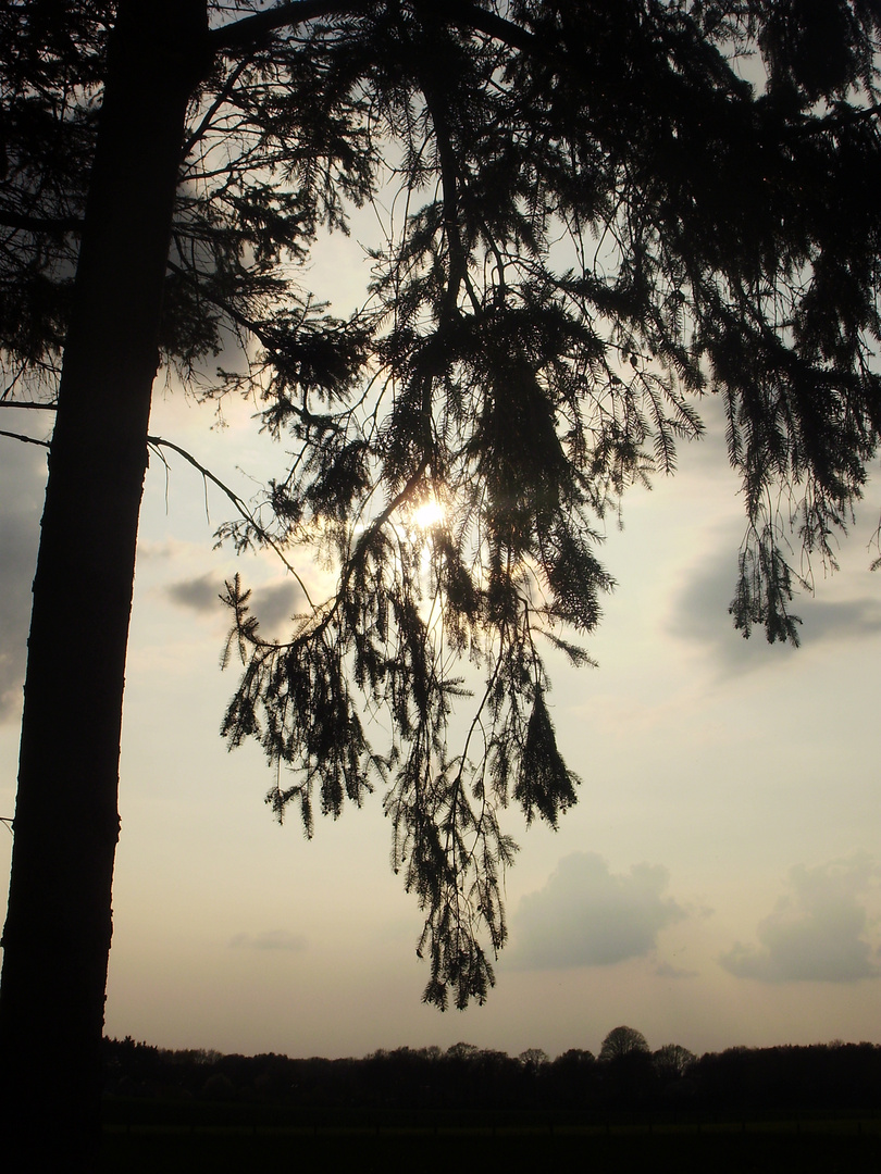 Licht und Baum