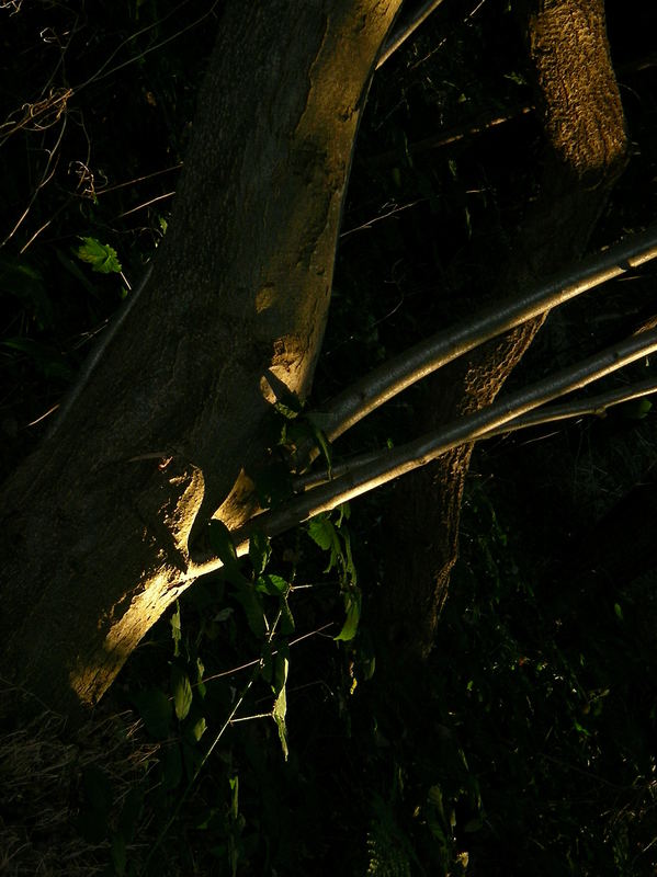 licht und Baum am Weg