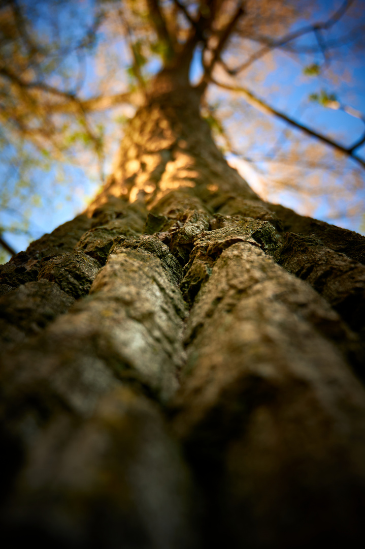 Licht und Baum-Perspektiven 