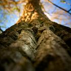 Licht und Baum-Perspektiven 