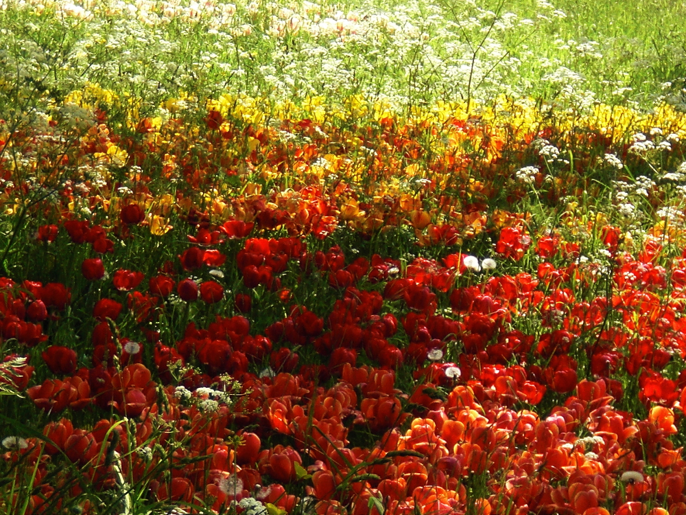 Licht und Blüten