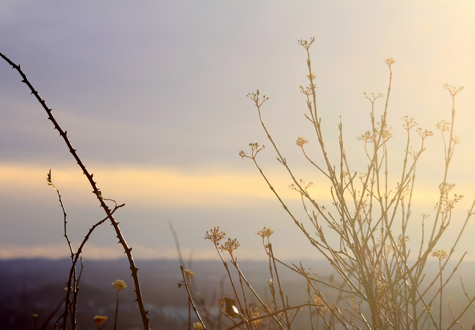 Licht und Dornen