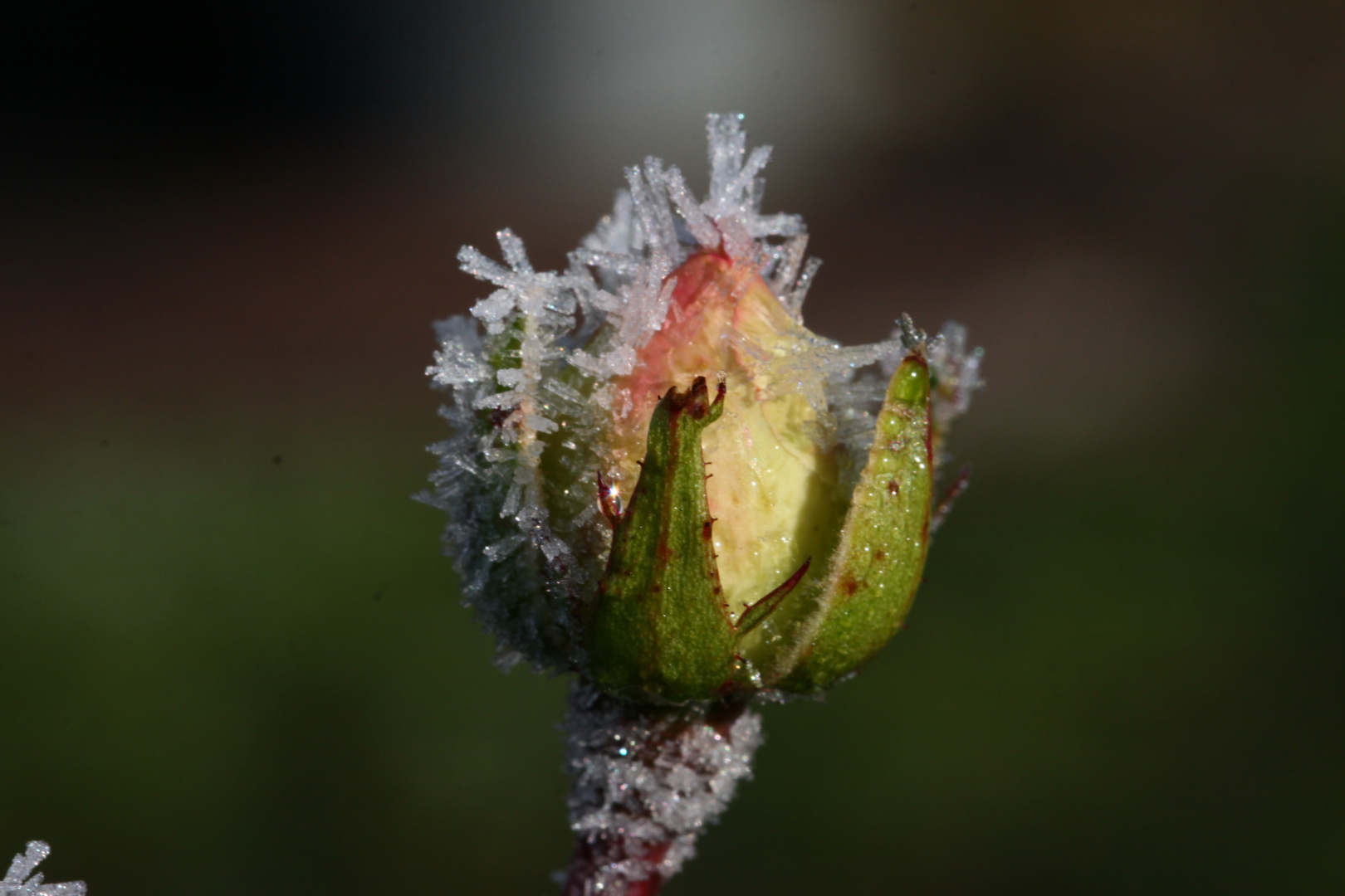 licht und frost