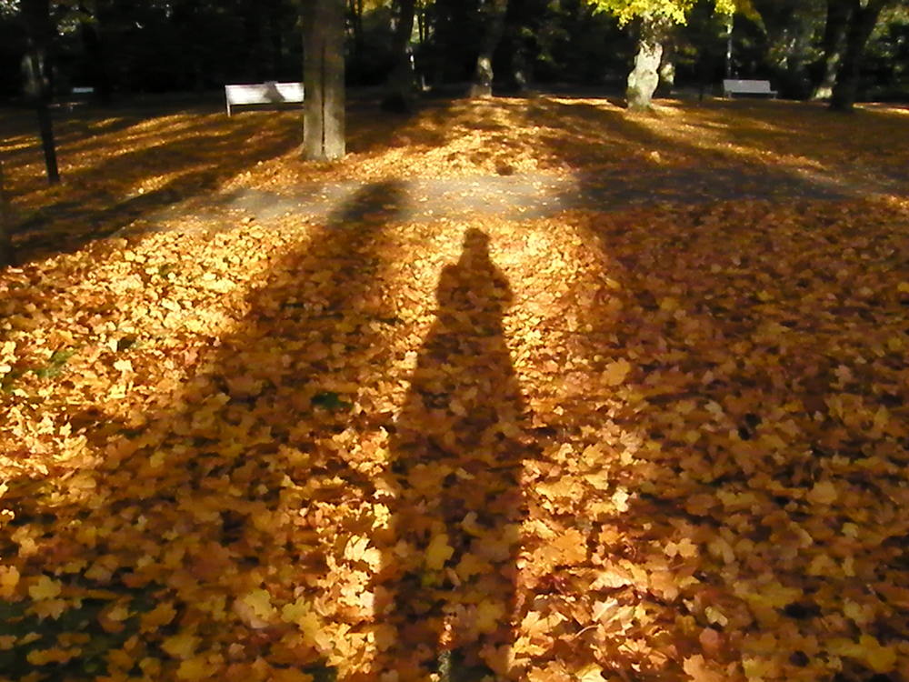 Licht und lange Schatten im herbstlichen Laubwald.