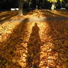 Licht und lange Schatten im herbstlichen Laubwald.