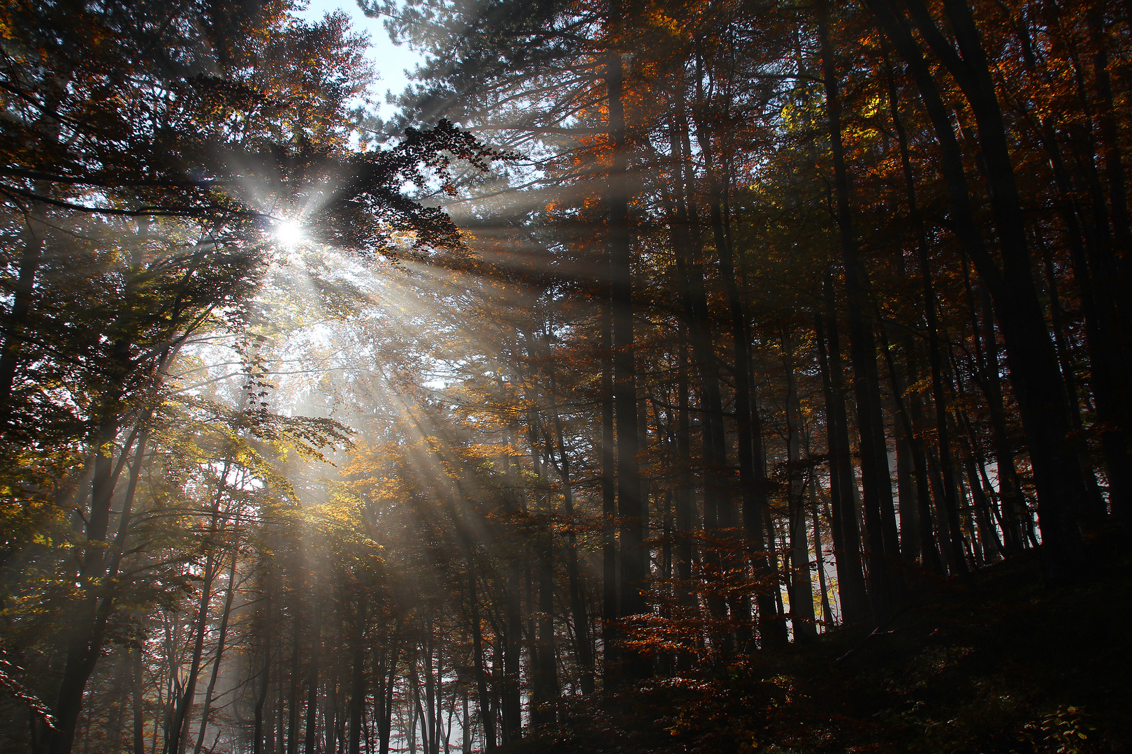 Licht und Nebel