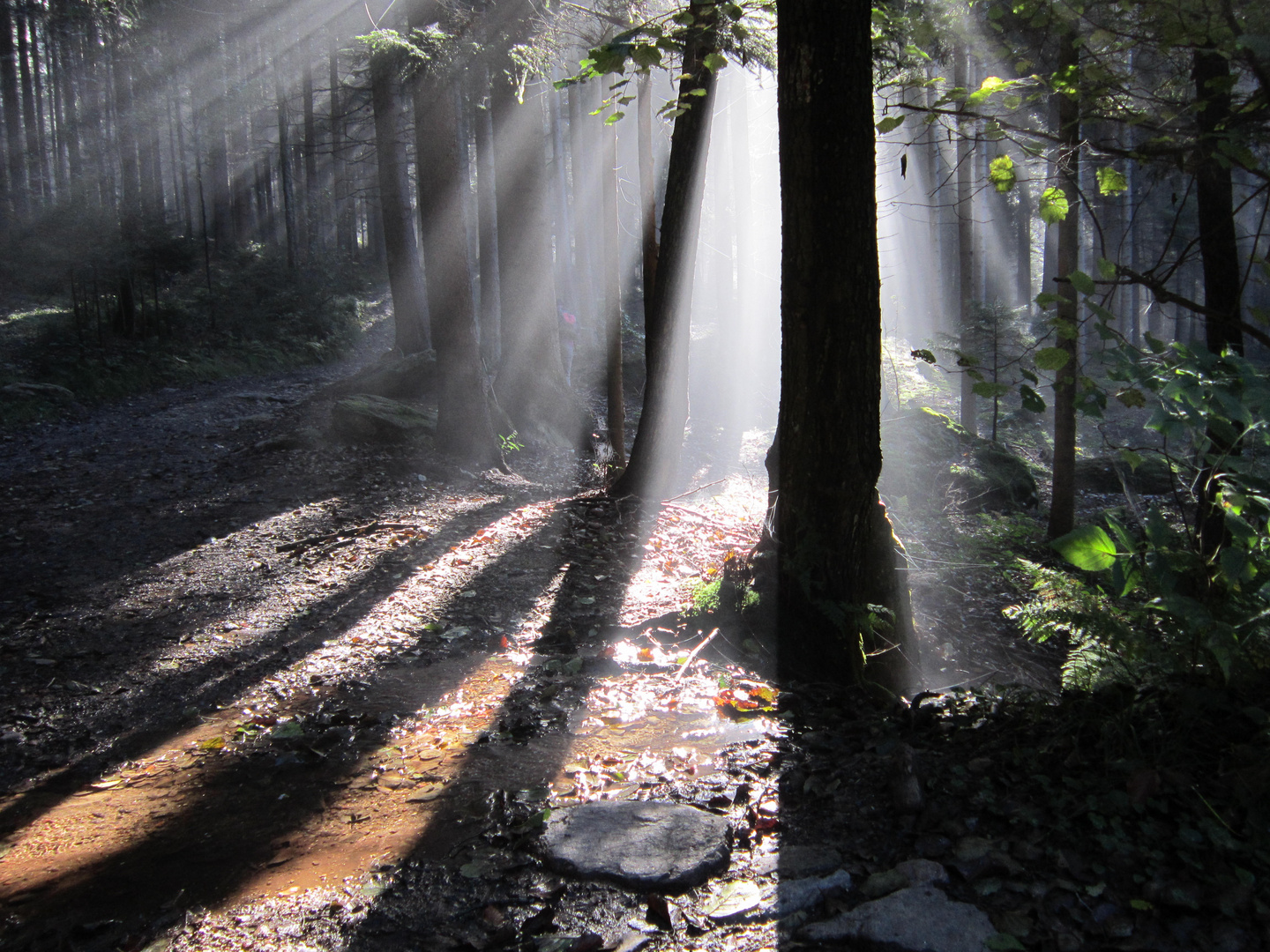 Licht und Nebel , eine lohnenswerte Kombination !