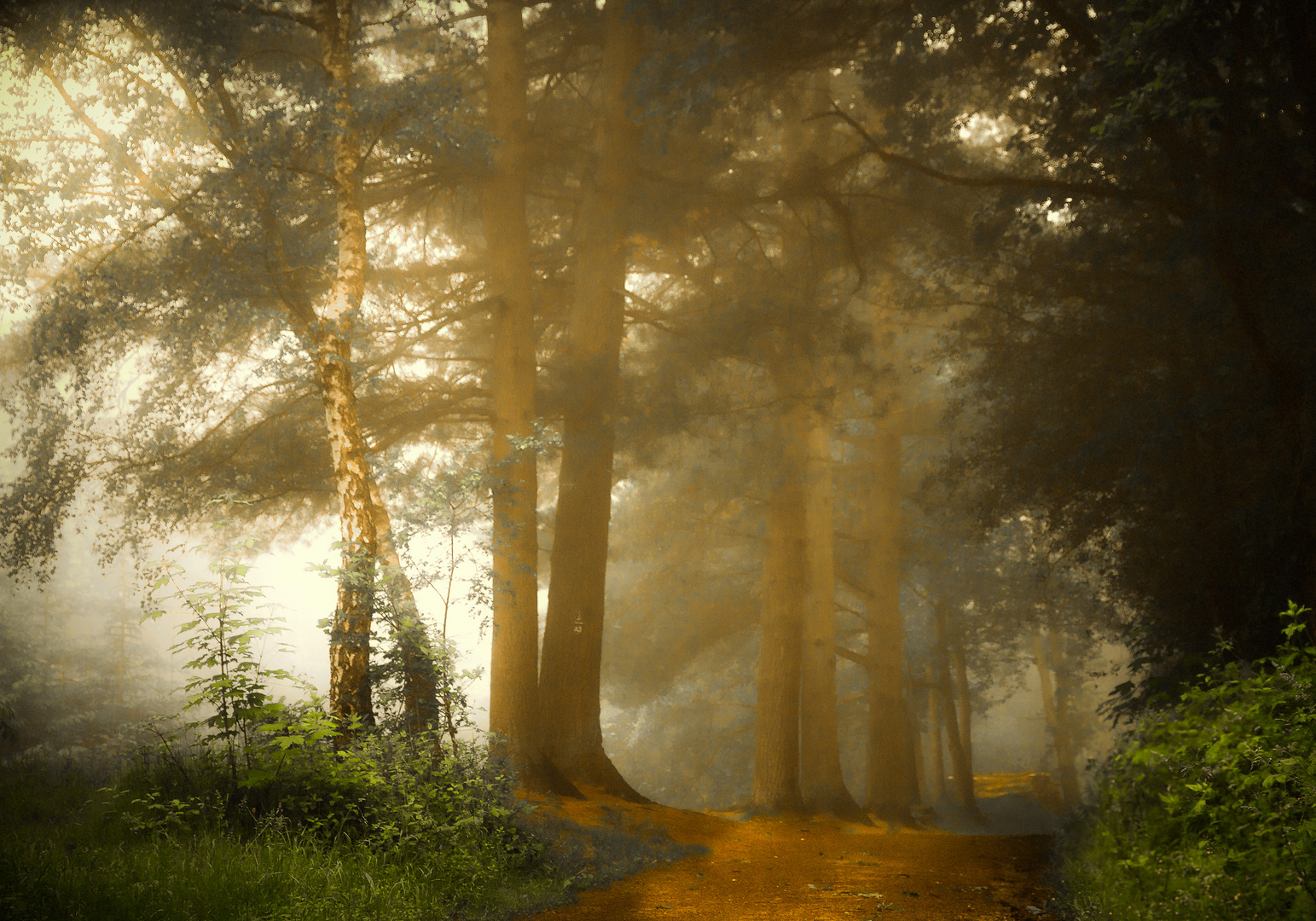 Licht und Nebel "Wald"
