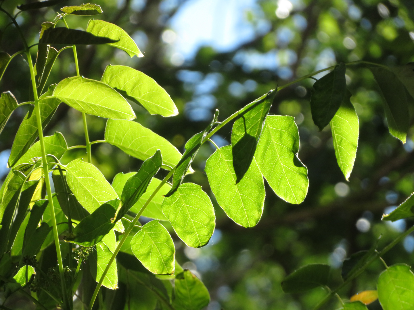 Licht und Schatten (1)