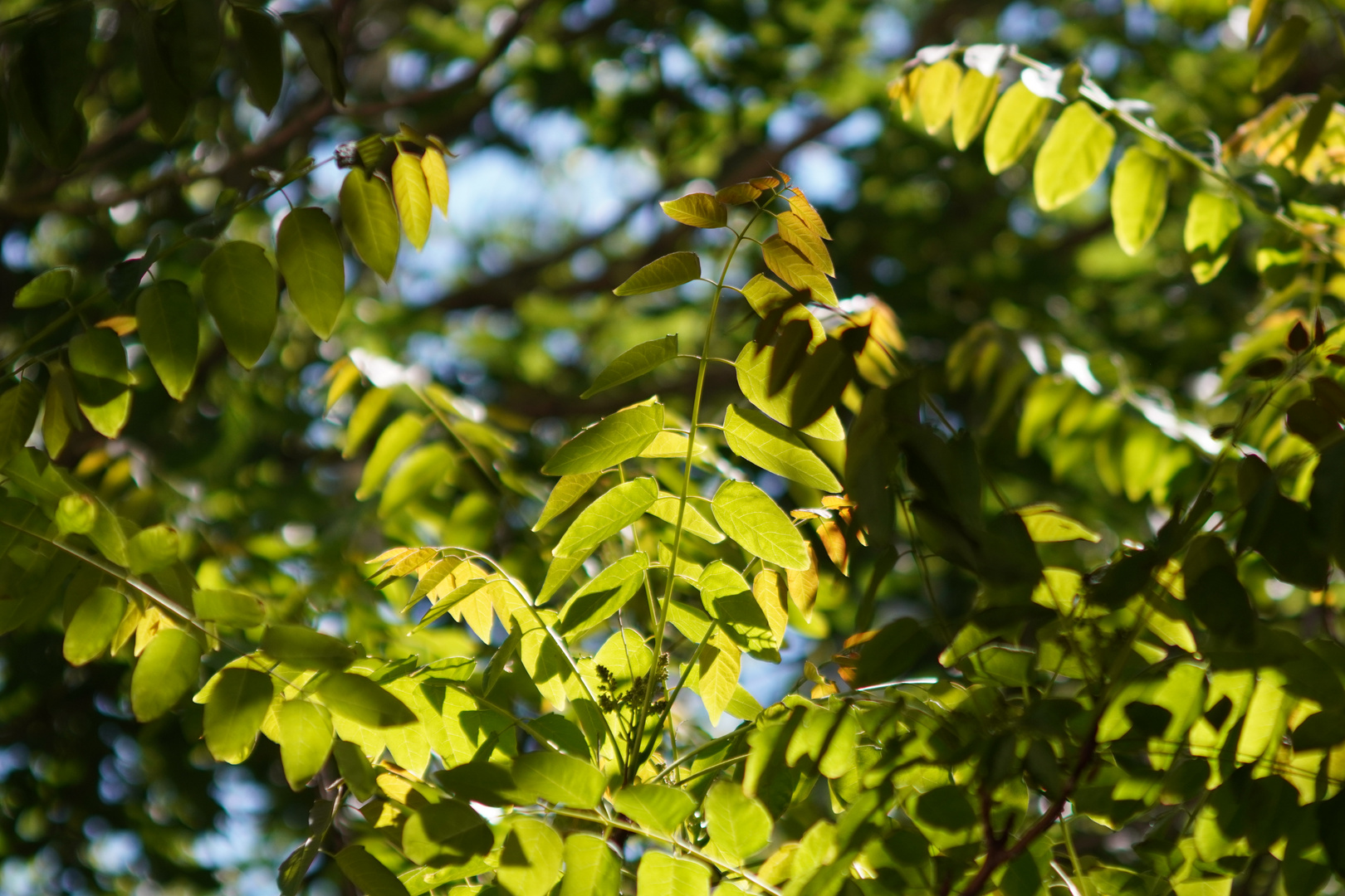 Licht und Schatten (2)