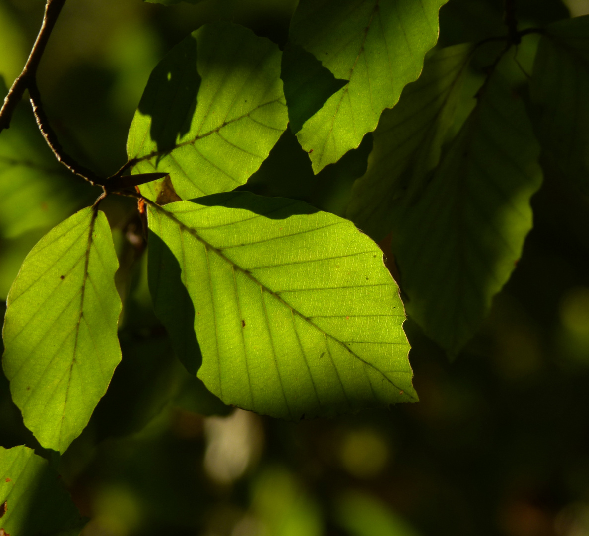 Licht und Schatten