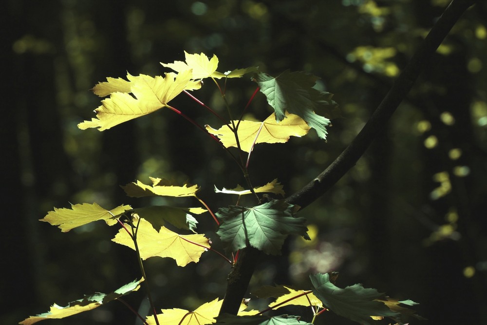 licht und schatten