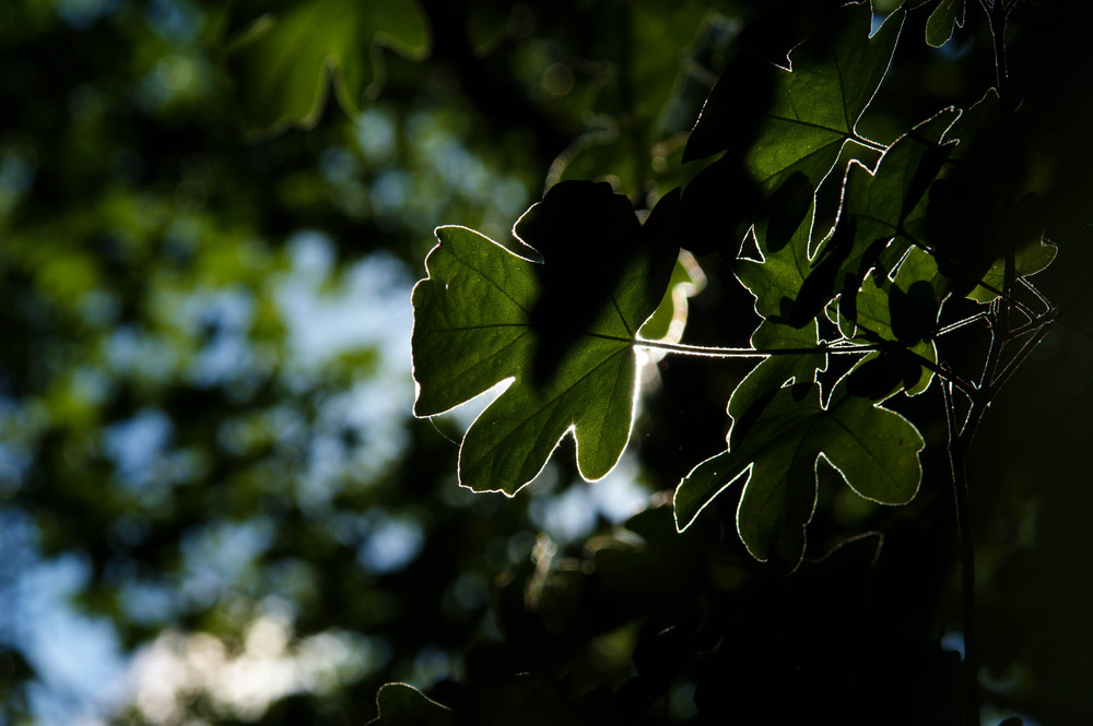 Licht und Schatten