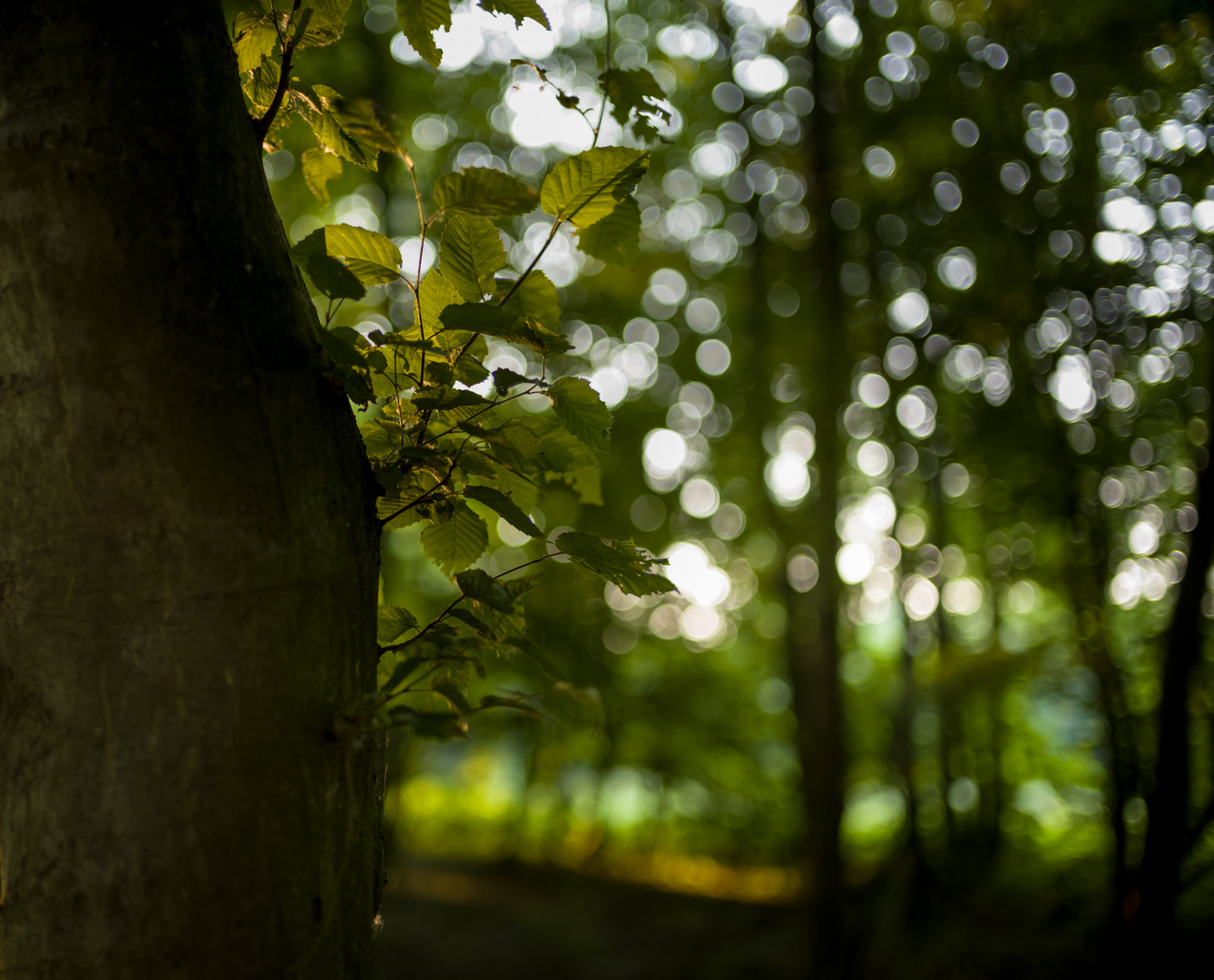 Licht und Schatten