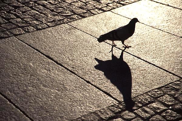 Licht und Schatten 4: Schwarze Taube