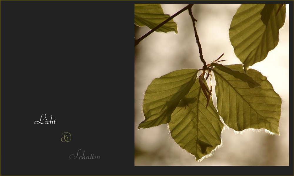 Licht und Schatten