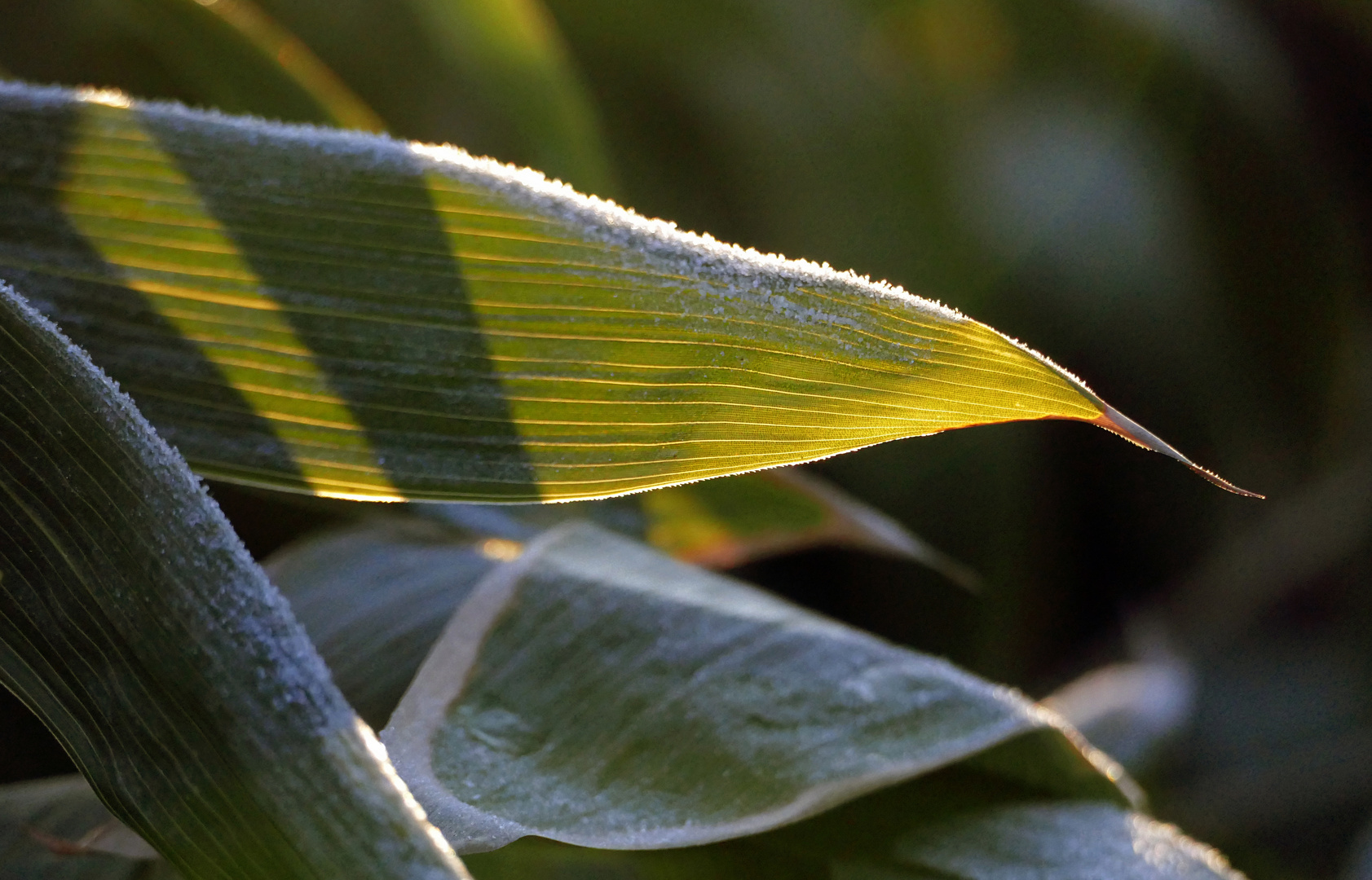 Licht und Schatten