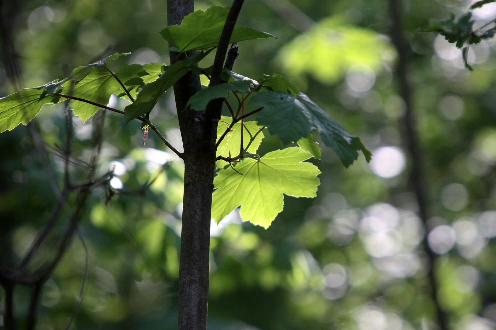 Licht und Schatten