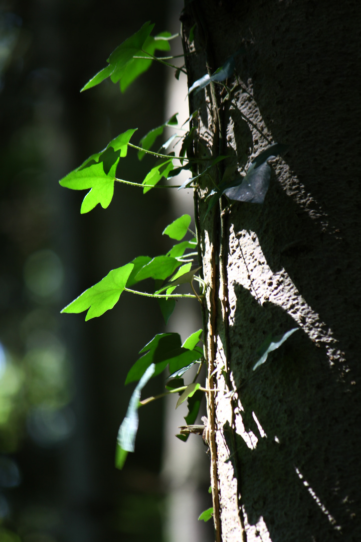 Licht und Schatten