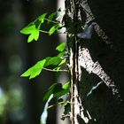 Licht und Schatten