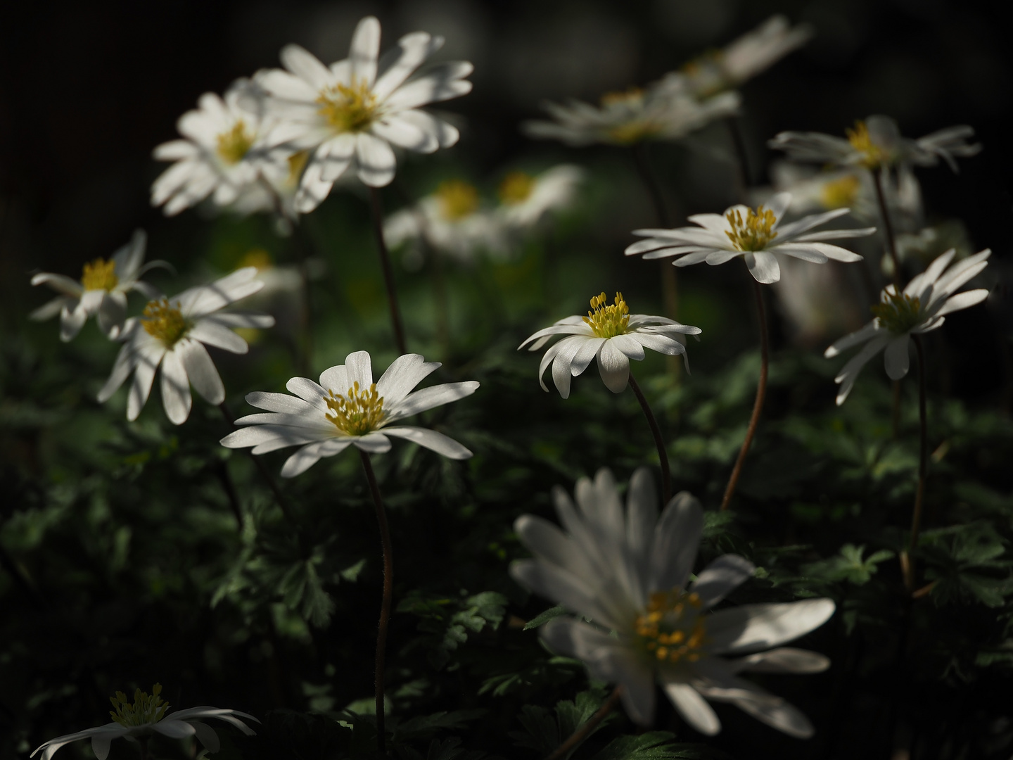 Licht und Schatten