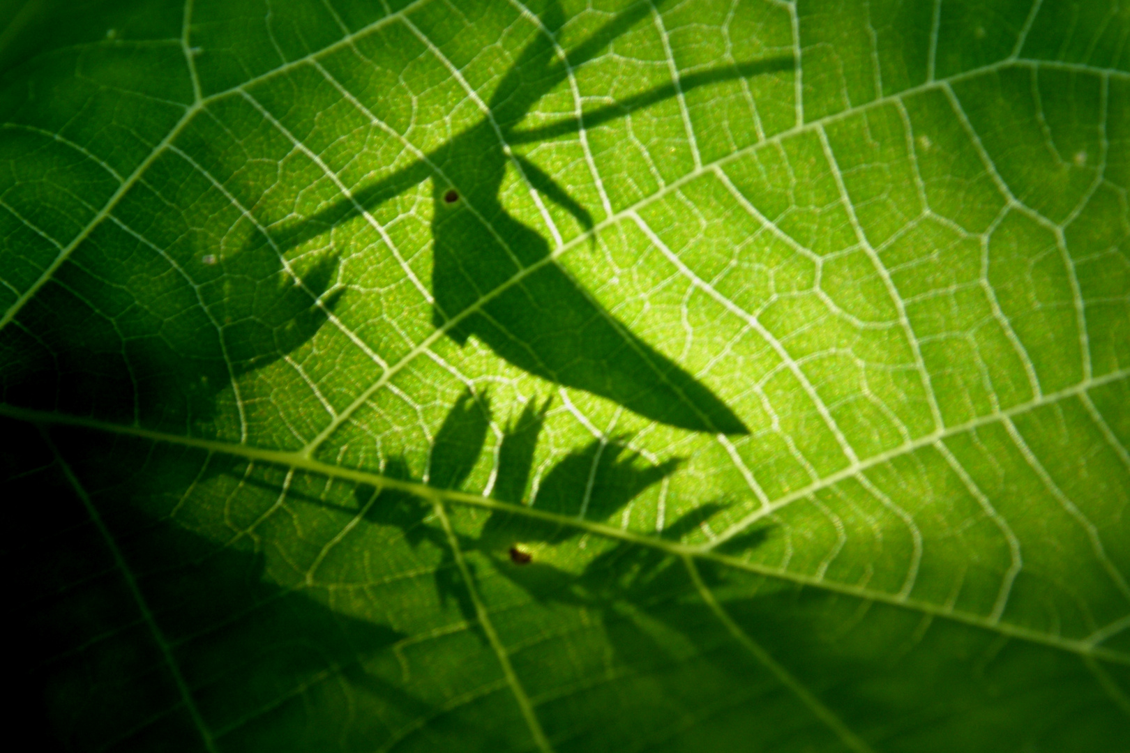 Licht und Schatten