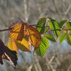 Licht und Schatten