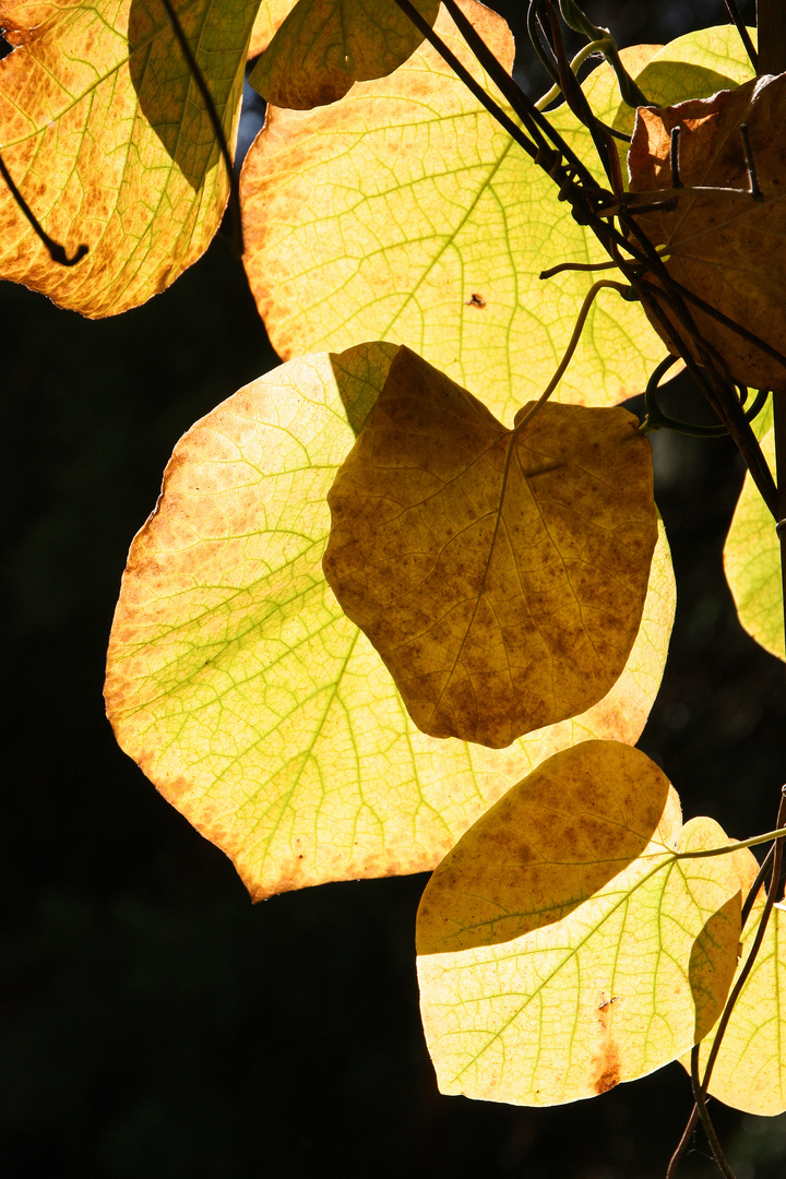 Licht und Schatten