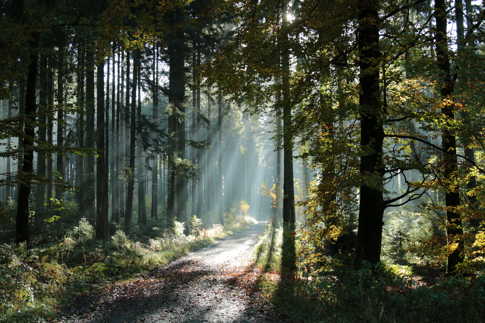 Licht und Schatten&hellip; Foto &amp; Bild wald, bäume, sonne Bilder auf