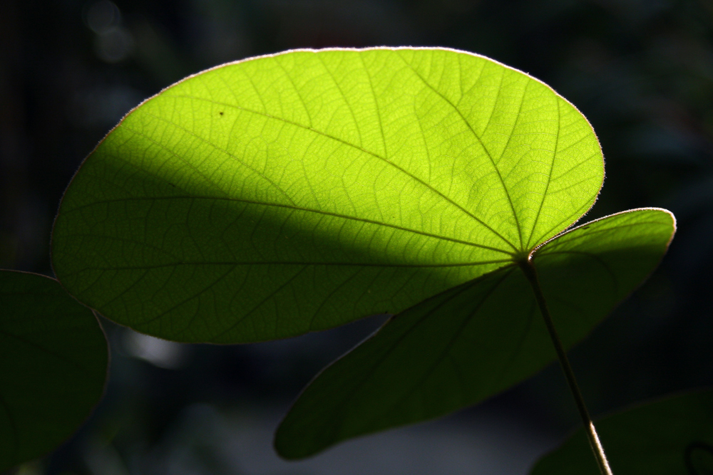 Licht und Schatten