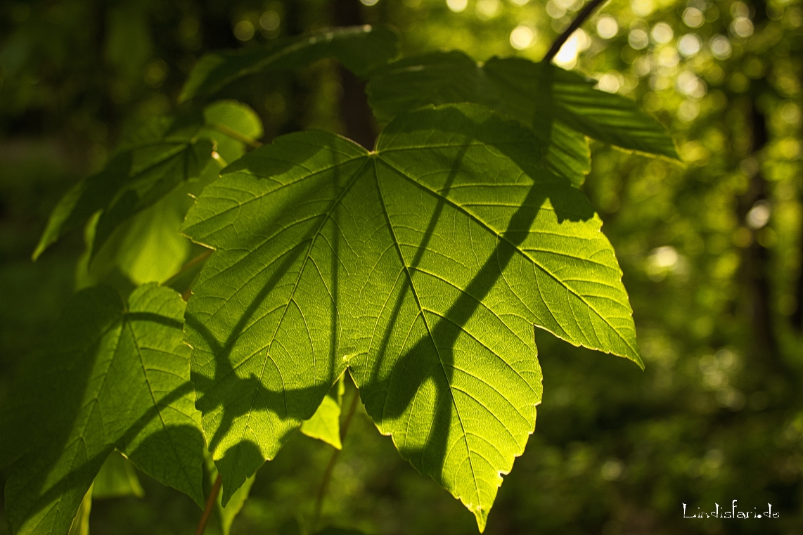 Licht und Schatten