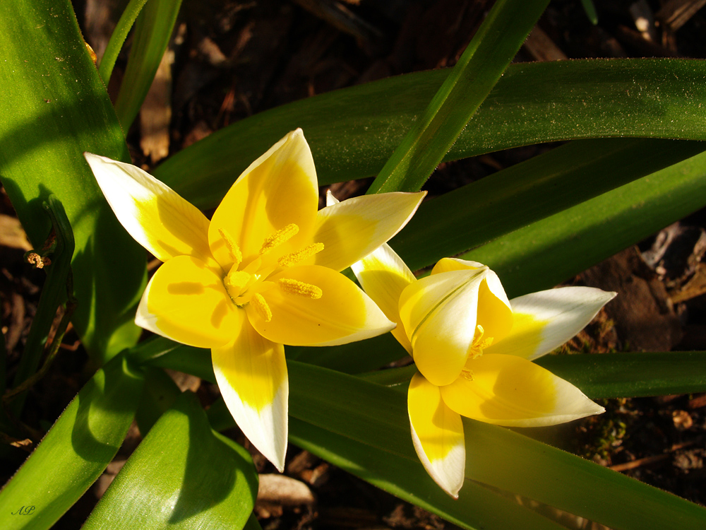 Licht und Schatten